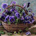 Лариса Колчина