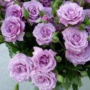 Варвара Подшивалова