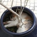 Корица Лесная