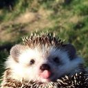 Анастасия Воробьёва