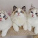 Milana1995 Shaukhalova