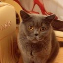 Камилла Алимова