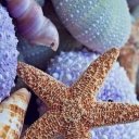 Максим Лямин