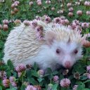 Алёна Щербакова