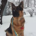 Света Шаповал