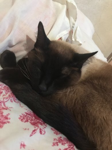 Запеканка по панамске - Шаг 6