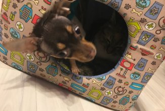 Кабачковая икра