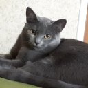 Екатерина Шмелькова