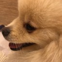 Анастасия Котик