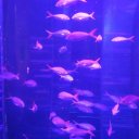 Галина Бортникова