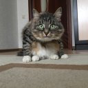 Вероника Вероника