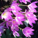 Анна Селезнева