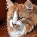 Марина Левич