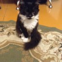 Чуча Единорог