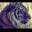 Элиза Дадаева