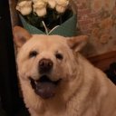 Артемка Островский