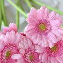 Manzura Abdimalikova