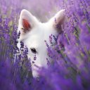 Ксения Буравнева