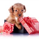 елена рыбакова