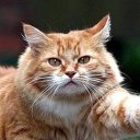 София Перекрест