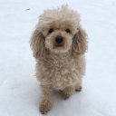 Дарья Лисничка