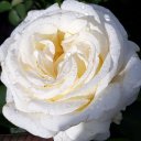 Валерия Новикова