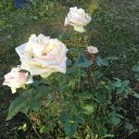 Татьяна Боткина (Ефременко) Татьяна Боткина (Ефременко)