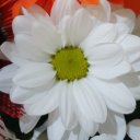 Два Толстяка