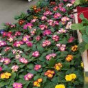 Zarnigor Atahanova Zarnigor Atahanova