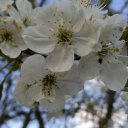 Анастасия Муравьева