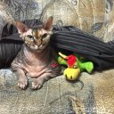 Елена Насонова