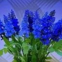 Дарья Сахно