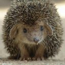 Дарья Бондаренко