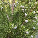 Оксана Баранова 