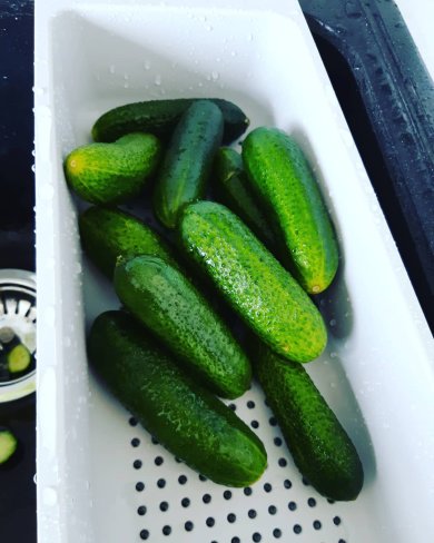 Огурчики хрустик, без сахара - Шаг 1