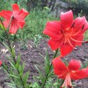 Анна Басанец