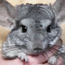 Svetlana Bor Svetlana Bor