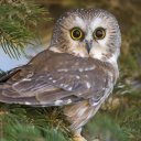 Маргарита Т