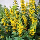 Марія Гупало