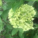 Наталья Рыбина