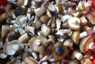 Маринованные опята