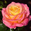 Оля Ковальчук