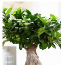 Алла Якущенко