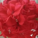 Ирина Александрова