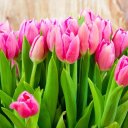 Світлана Онищенко