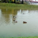 Роман Постернак