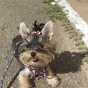 Ганна Шульга