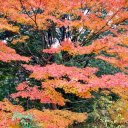 Оксана Хащимото