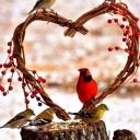 Светлана Шелест