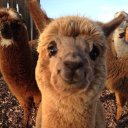 Оля Статникова